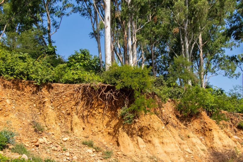 Hillside Erosion Control